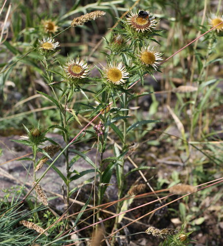 Gewöhnliche Golddistel / Carlina vulgaris