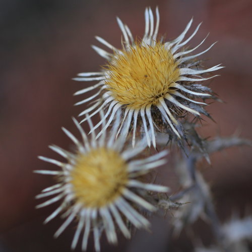 Gewöhnliche Golddistel / Carlina vulgaris