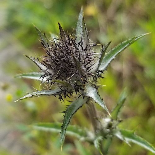 Gewöhnliche Golddistel / Carlina vulgaris