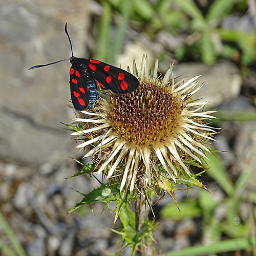 Gewöhnliche Golddistel / Carlina vulgaris