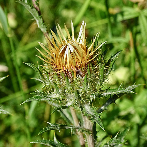 Gewöhnliche Golddistel / Carlina vulgaris