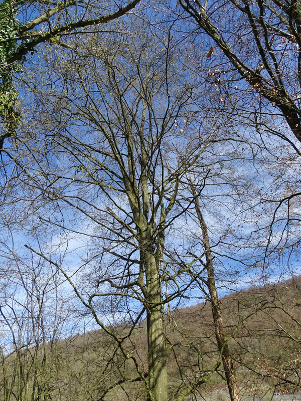 Hagebuche / Carpinus betulus