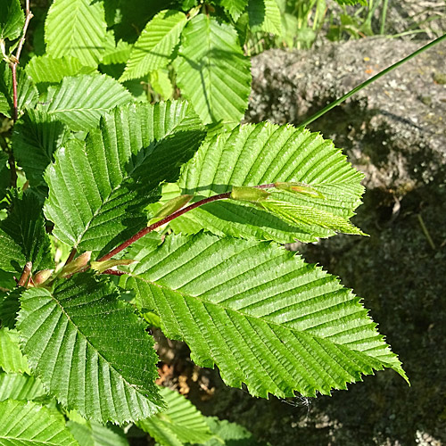 Hagebuche / Carpinus betulus