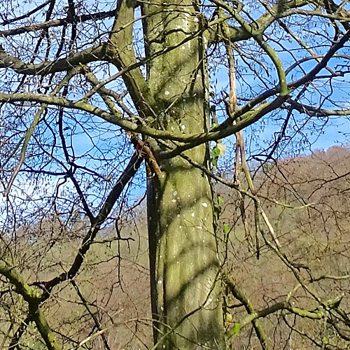 Hagebuche / Carpinus betulus