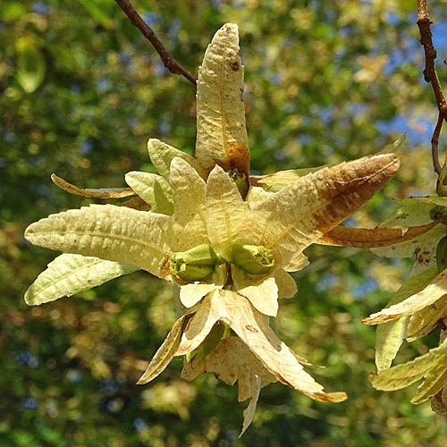 Hagebuche / Carpinus betulus