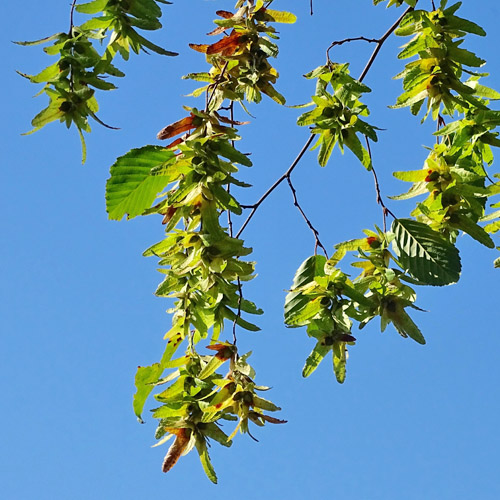 Hagebuche / Carpinus betulus