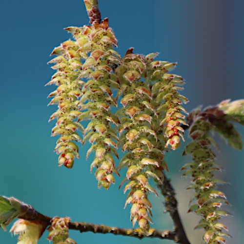 Hagebuche / Carpinus betulus