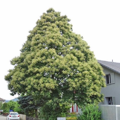 Edel-Kastanie / Castanea sativa