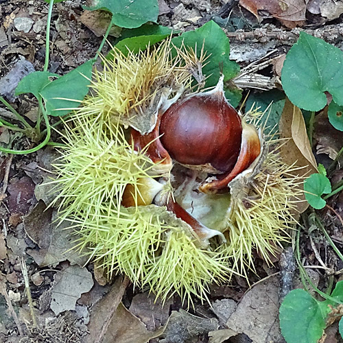 Edel-Kastanie / Castanea sativa