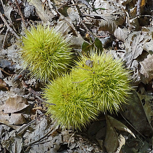 Edel-Kastanie / Castanea sativa