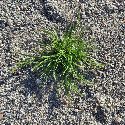 Niederliegendes Steifgras / Catapodium marinum