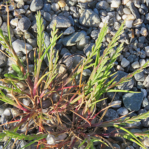 Niederliegendes Steifgras / Catapodium marinum