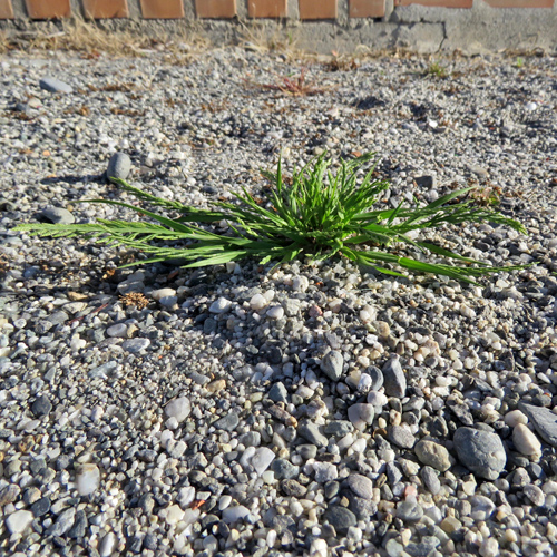 Niederliegendes Steifgras / Catapodium marinum