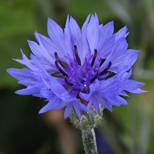 Kornblume / Centaurea cyanus