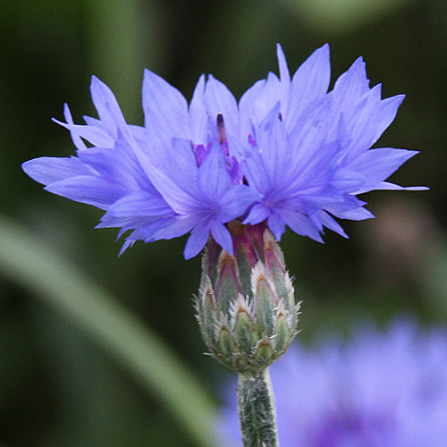 Kornblume / Centaurea cyanus