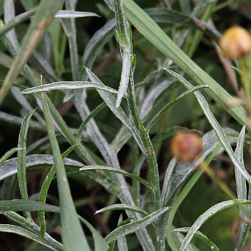 Kornblume / Centaurea cyanus