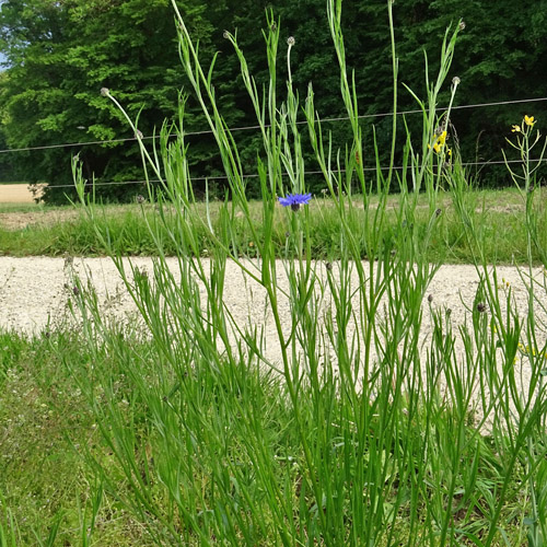 Kornblume / Centaurea cyanus