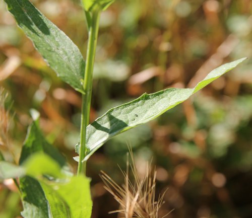 Wiesen-Flockenblume / Centaurea jacea