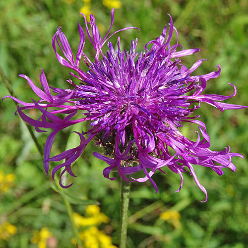 Wiesen-Flockenblume / Centaurea jacea