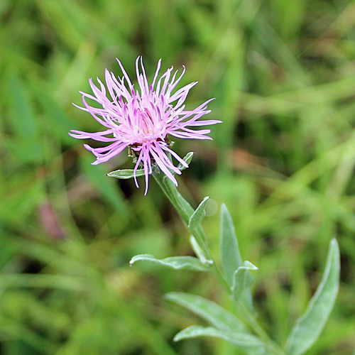 Schmalblättrige Wiesen-Flockenblume / Centaurea jacea subsp. angustifolia