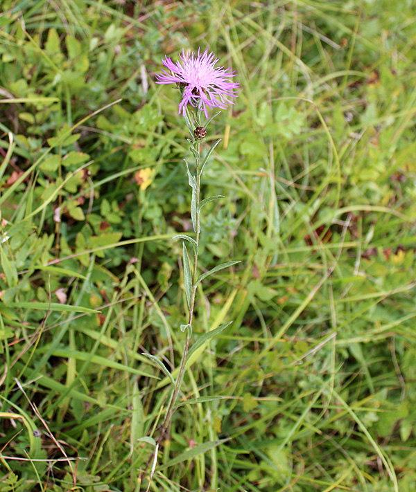 Schmalblättrige Wiesen-Flockenblume / Centaurea jacea subsp. angustifolia