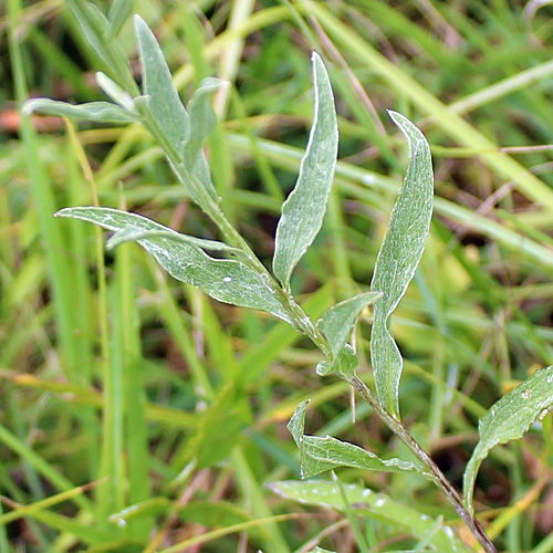 Schmalblättrige Wiesen-Flockenblume / Centaurea jacea subsp. angustifolia