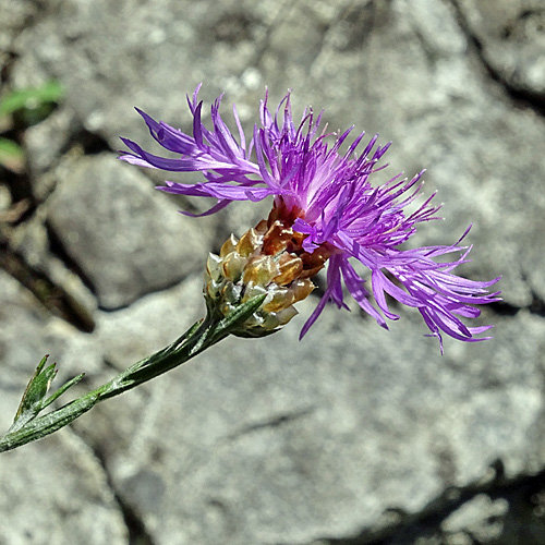 Gaudins Wiesen-Flockenblume / Centaurea jacea subsp. gaudinii