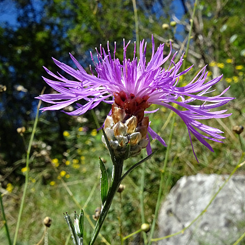 Gaudins Wiesen-Flockenblume / Centaurea jacea subsp. gaudinii