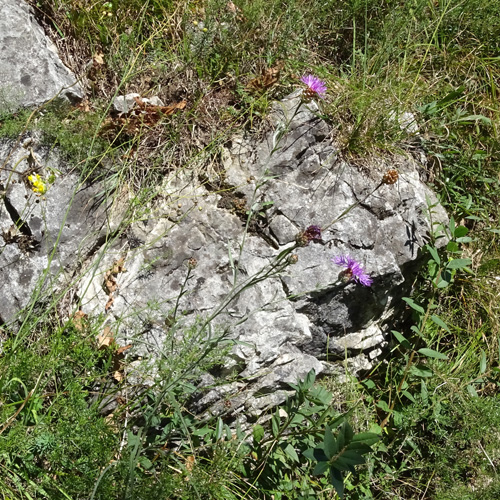 Gaudins Wiesen-Flockenblume / Centaurea jacea subsp. gaudinii