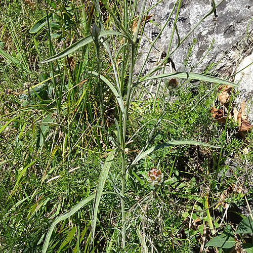 Gaudins Wiesen-Flockenblume / Centaurea jacea subsp. gaudinii