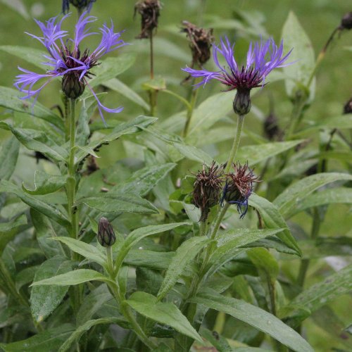 Berg-Flockenblume / Centaurea montana