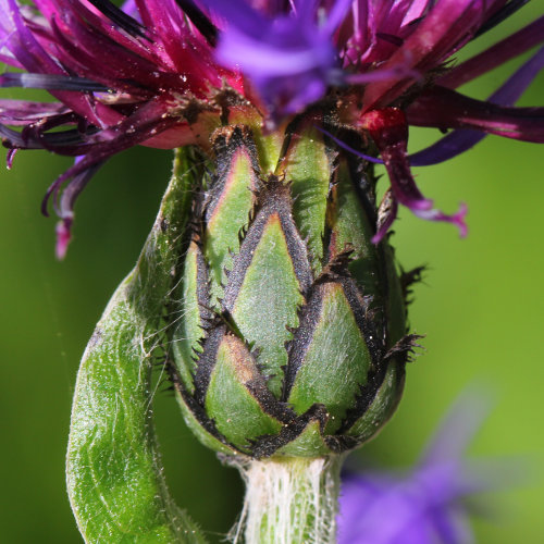 Berg-Flockenblume / Centaurea montana