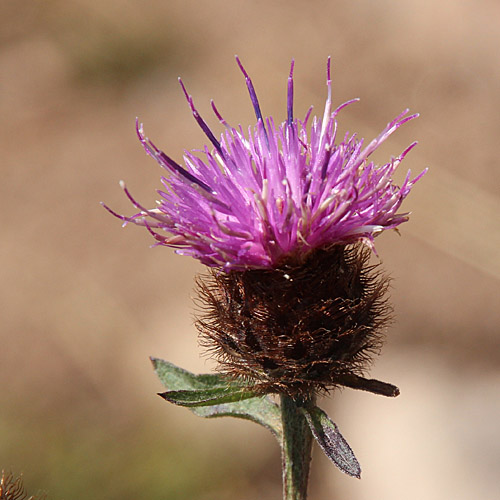 Schwarze Flockenblume / Centaurea nemoralis