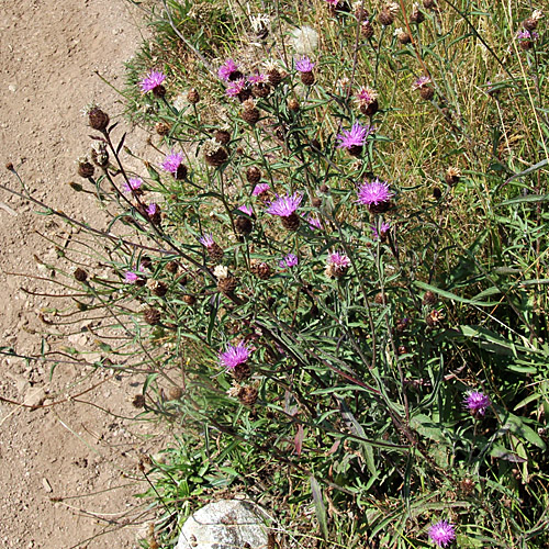 Schwarze Flockenblume / Centaurea nemoralis