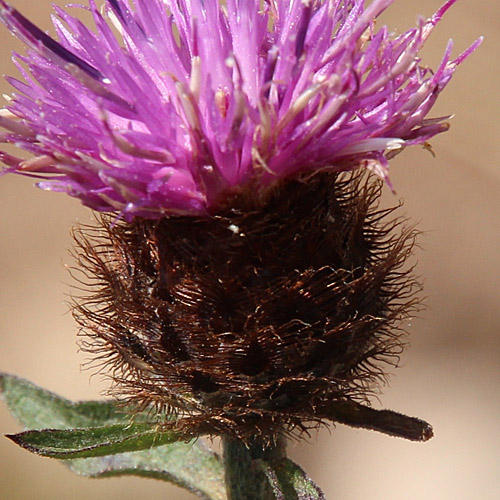 Schwarze Flockenblume / Centaurea nemoralis