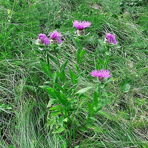 Federige Flockenblume / Centaurea nervosa