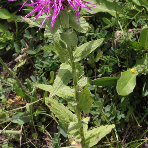 Federige Flockenblume / Centaurea nervosa
