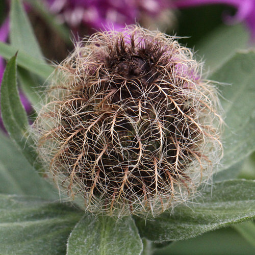 Federige Flockenblume / Centaurea nervosa