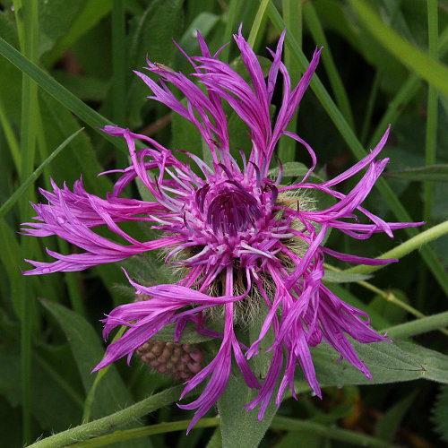 Federige Flockenblume / Centaurea nervosa