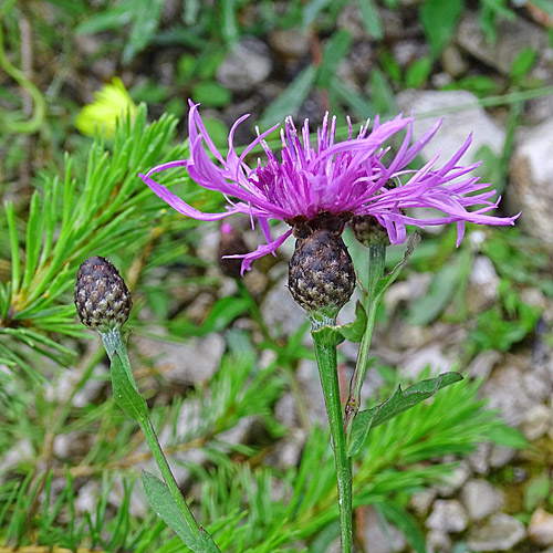 Schwärzliche Flockenblume / Centaurea nigrescens