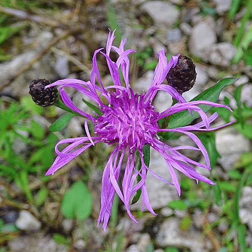 Schwärzliche Flockenblume / Centaurea nigrescens