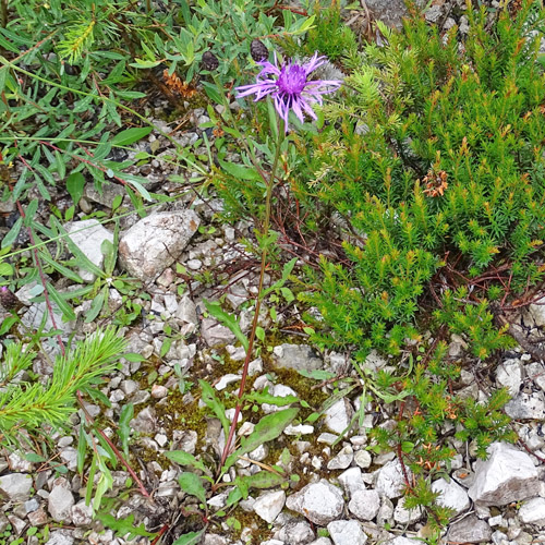 Schwärzliche Flockenblume / Centaurea nigrescens