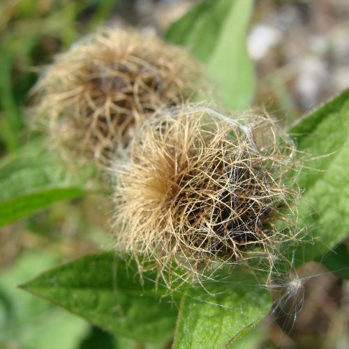 Perücken-Flockenblume / Centaurea pseudophrygia