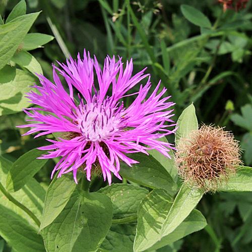 Perücken-Flockenblume / Centaurea pseudophrygia