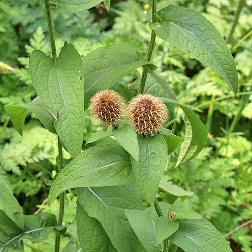 Perücken-Flockenblume / Centaurea pseudophrygia