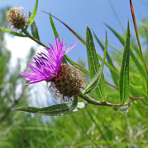 Rätische Flockenblume / Centaurea rhaetica