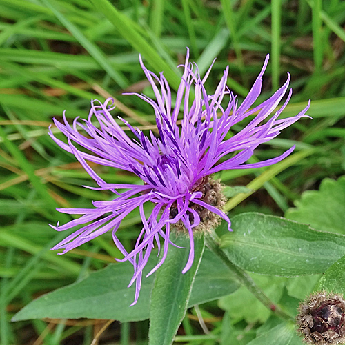 Rätische Flockenblume / Centaurea rhaetica