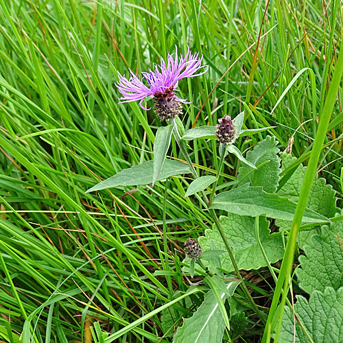 Rätische Flockenblume / Centaurea rhaetica