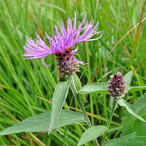 Rätische Flockenblume / Centaurea rhaetica