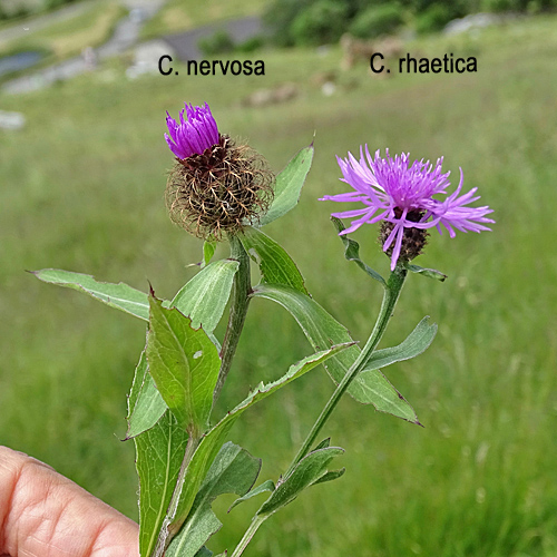 Rätische Flockenblume / Centaurea rhaetica